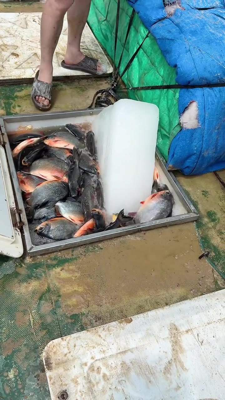 行情稳步增长的红鲳鱼，市场大面积缺鱼！养殖户都笑开花咯