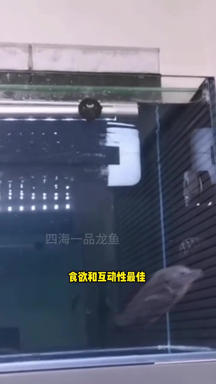 小海豚饲养百科 水族 观赏鱼