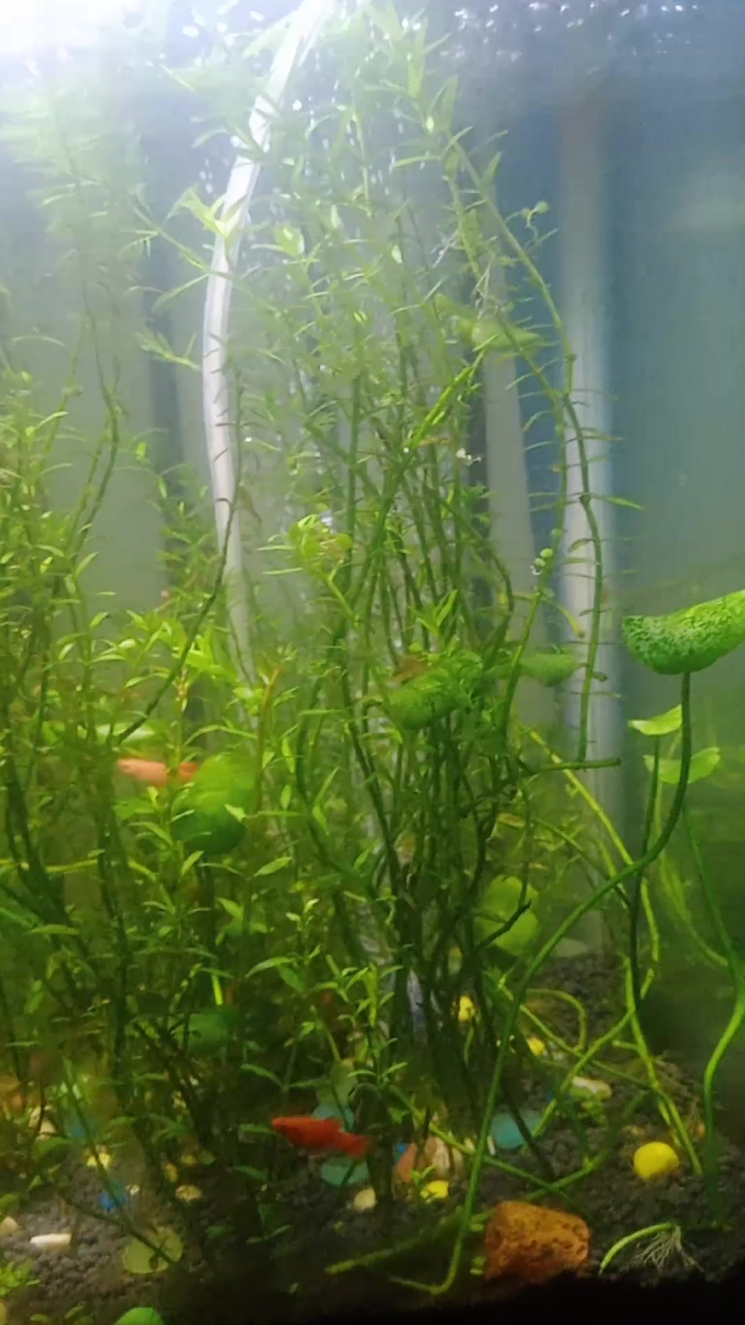 给小鱼加点动态