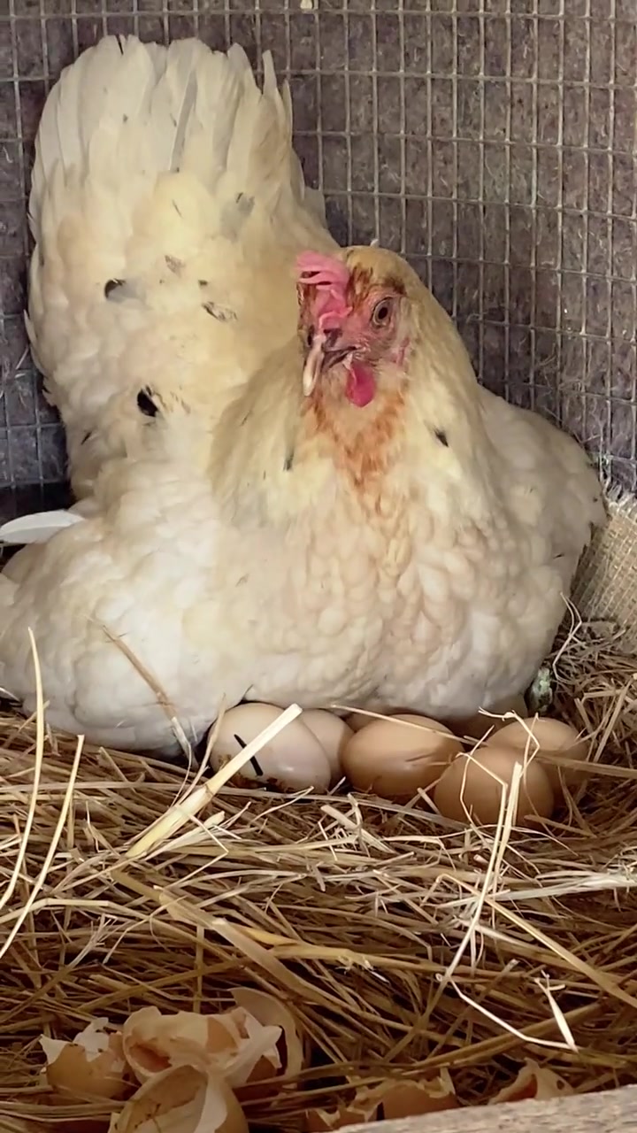 我家的元宝鸡刚撇窝一个多月就又二次趴窝了，今天小鸡崽出壳