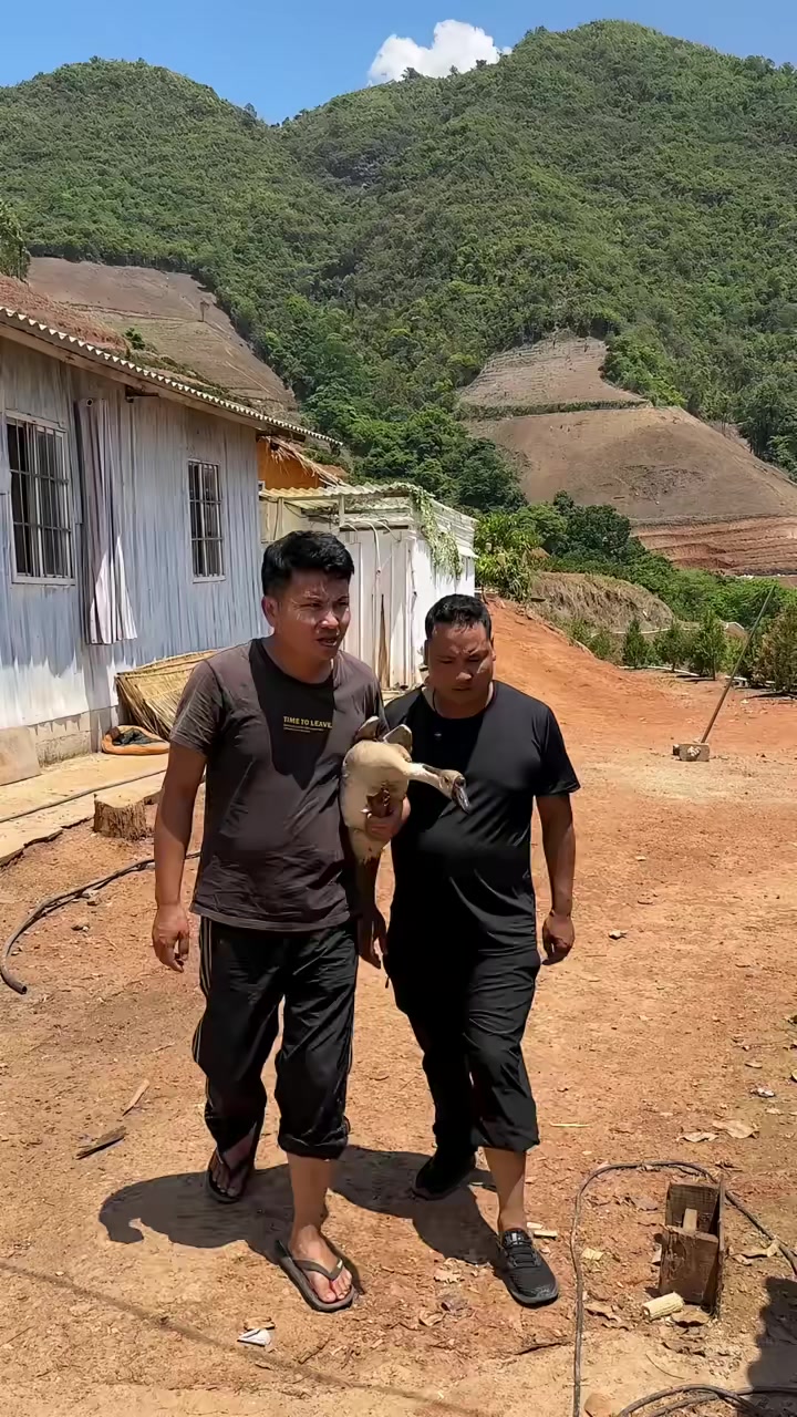 正用于做种的可爱大白鹅!