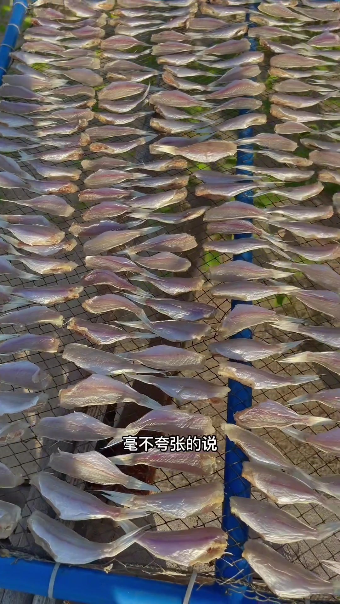 基本来过三亚旅游的朋友,都爱吃这个红线鱼咸鱼干