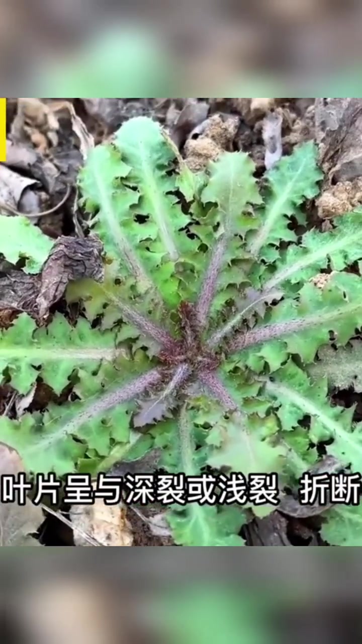 关注三农服务百姓