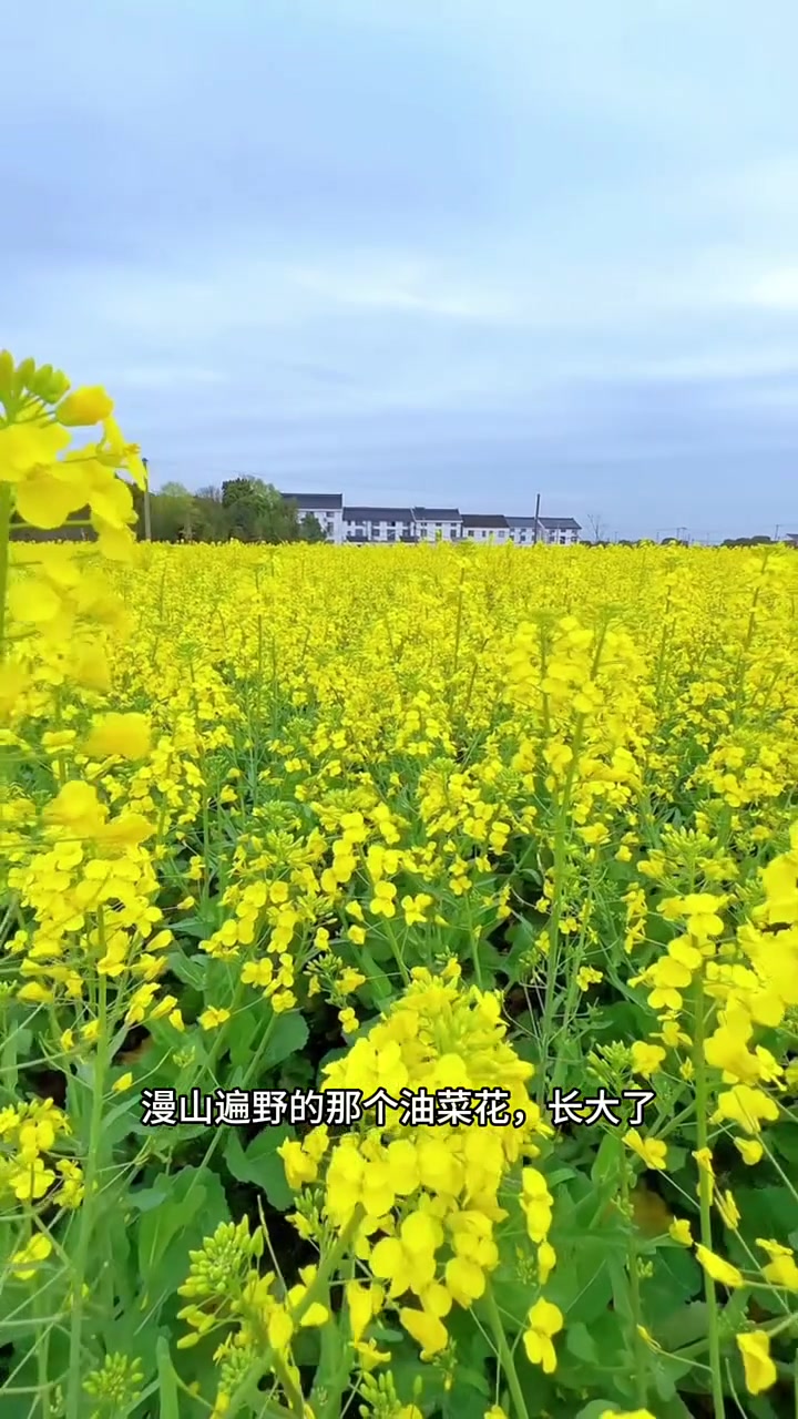 菜籽油怎么挑？食用油怎么挑？菜籽油和大豆油的区别？