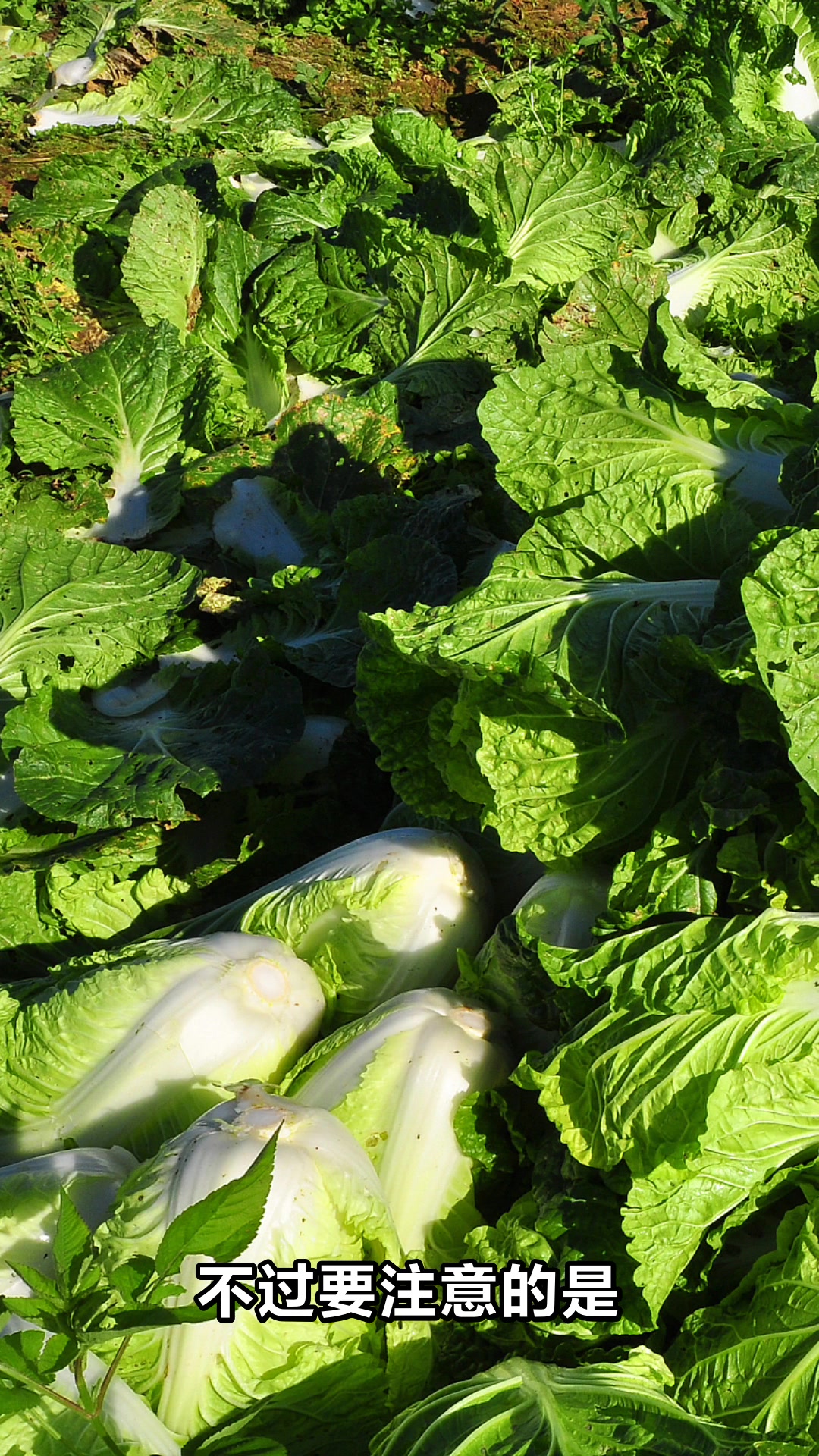 小白菜的营养价值及功效你知道吗
