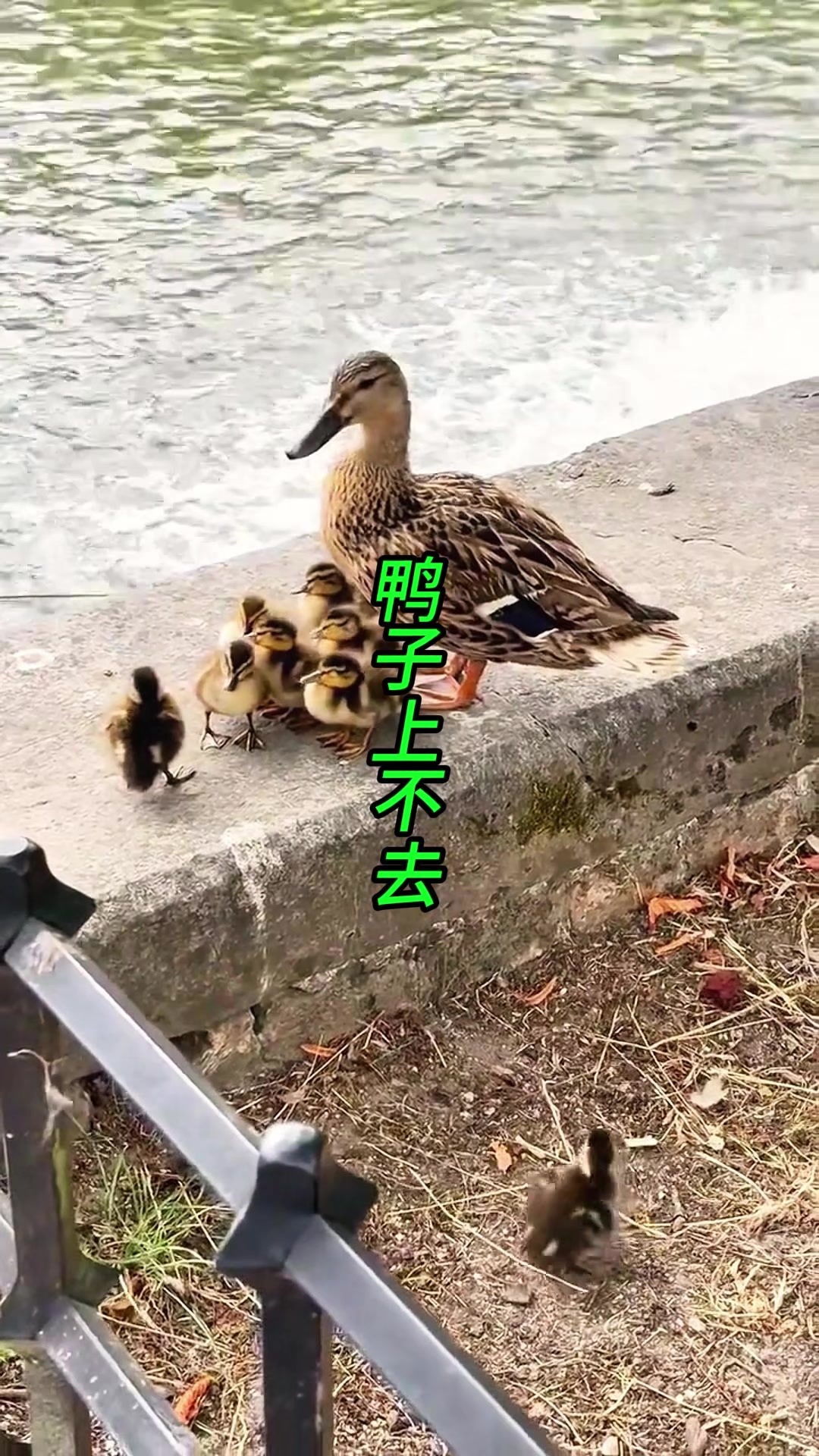 小鸭子跳不上去