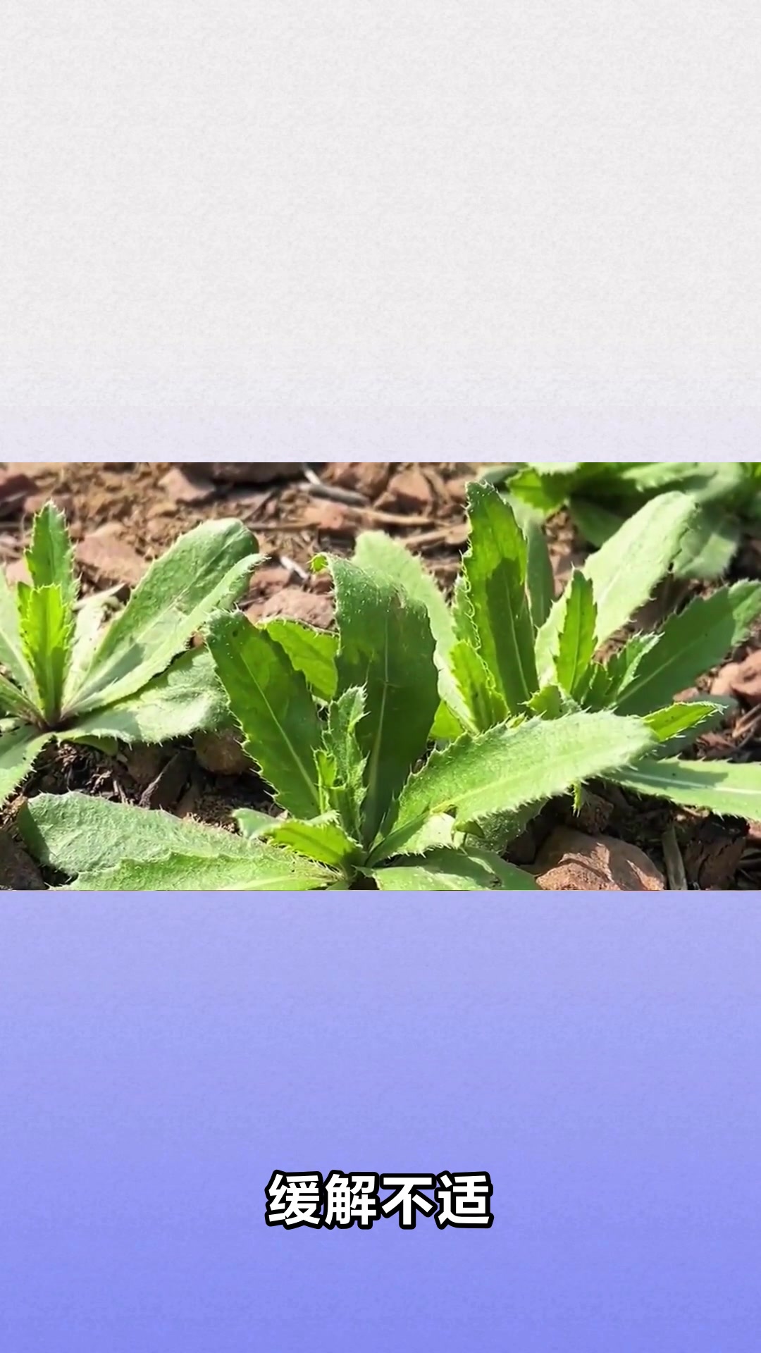 刺菜的神奇功效与作用你知道吗