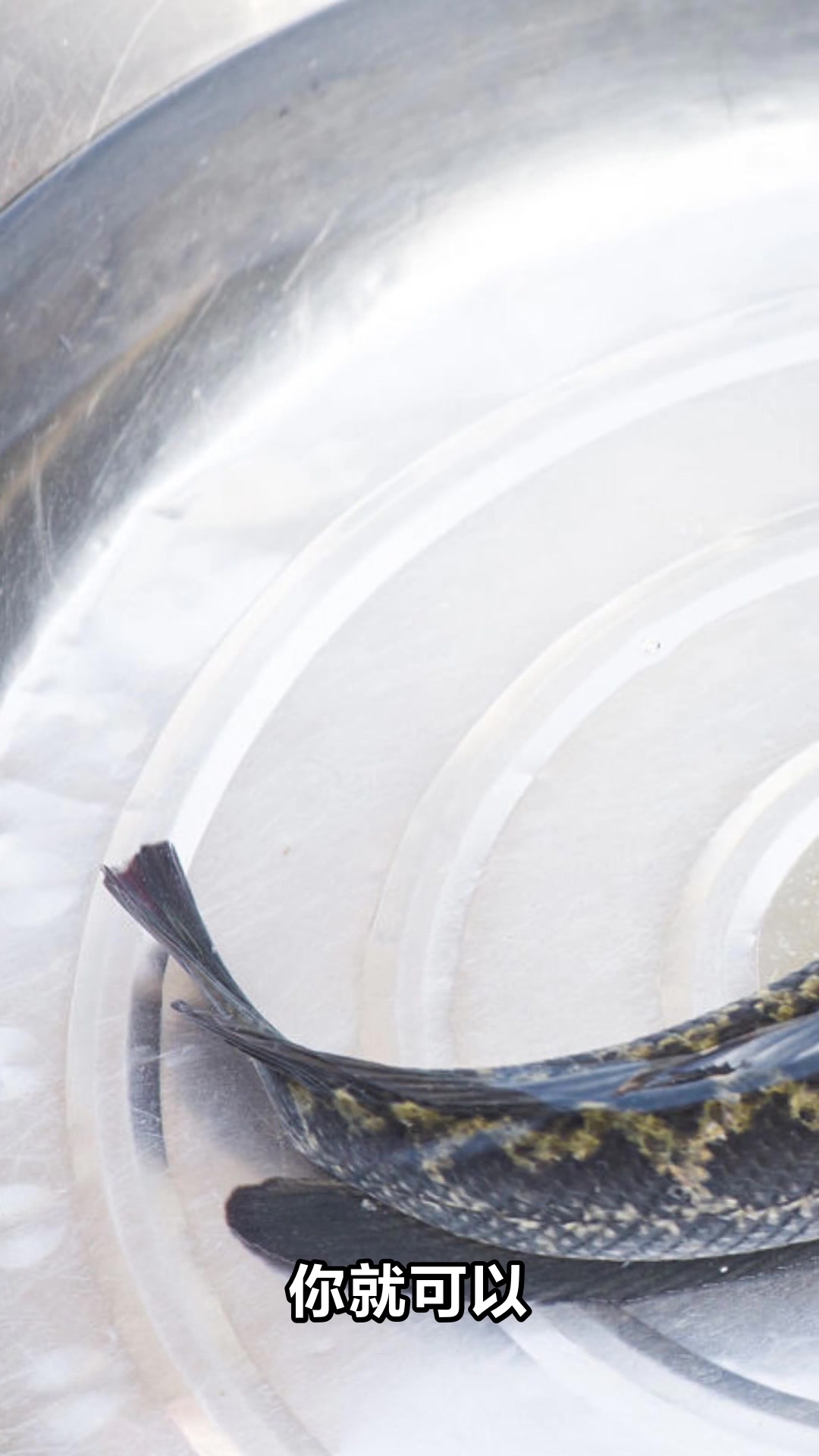 黑鱼到底是不是发物