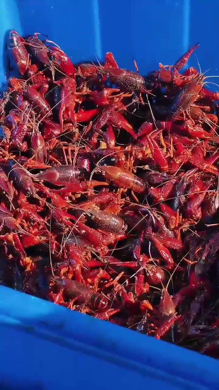 「龙江县融」黑龙江鸡东:70万尾寒地小龙虾迎来“首捕” 销往南方不够卖 根本不够卖!