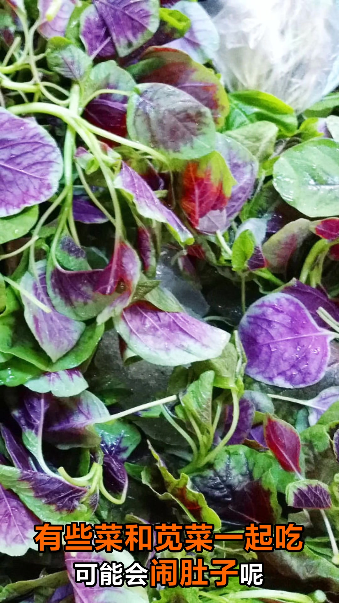 苋菜不能和什么一起吃这些搭配要避开