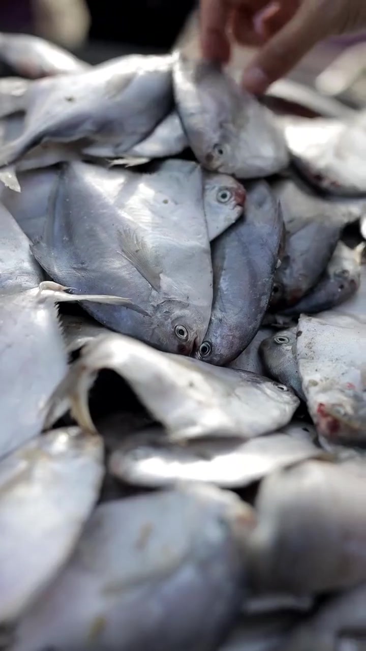 当季小鲳鱼新鲜便宜，吃法多样，干烧做法来啦！