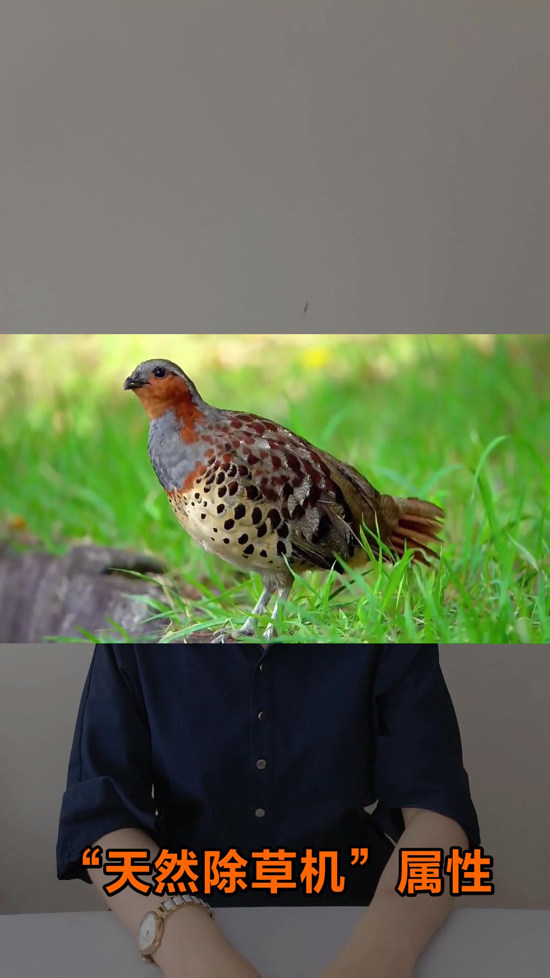 竹鸡的神奇功能和作用你知道吗