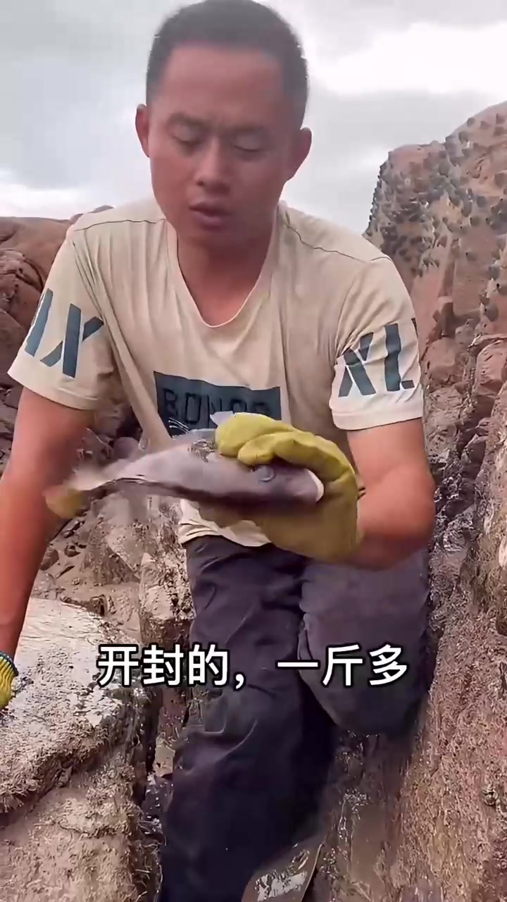 章鱼保罗打窝上演飞龙在天,大卖2116元直接起飞