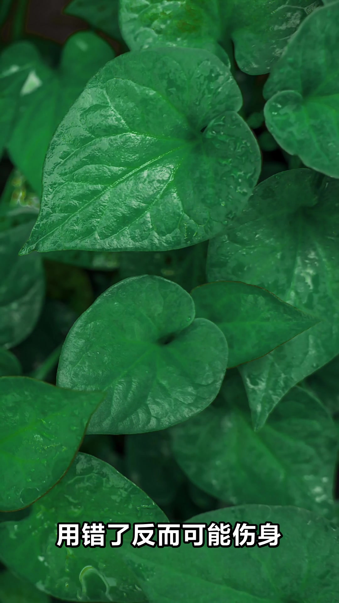 鱼腥草水的好处和坏处你知道吗