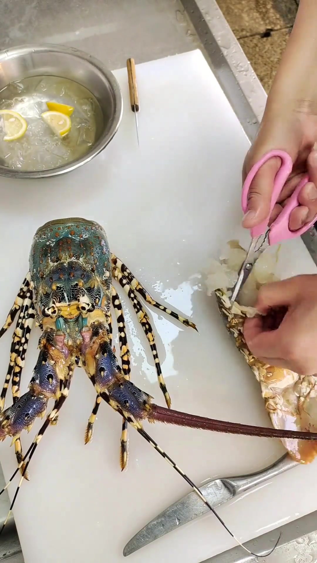 大花龙虾肉肉,回首方知自己咬牙走过漫漫长路