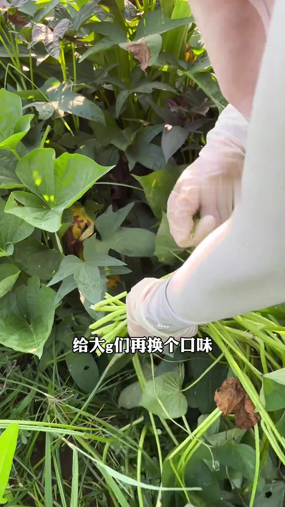 给阳台的小鸡和小番鸭搬了新家，又栽了一批包菜苗，西兰苔育苗啦