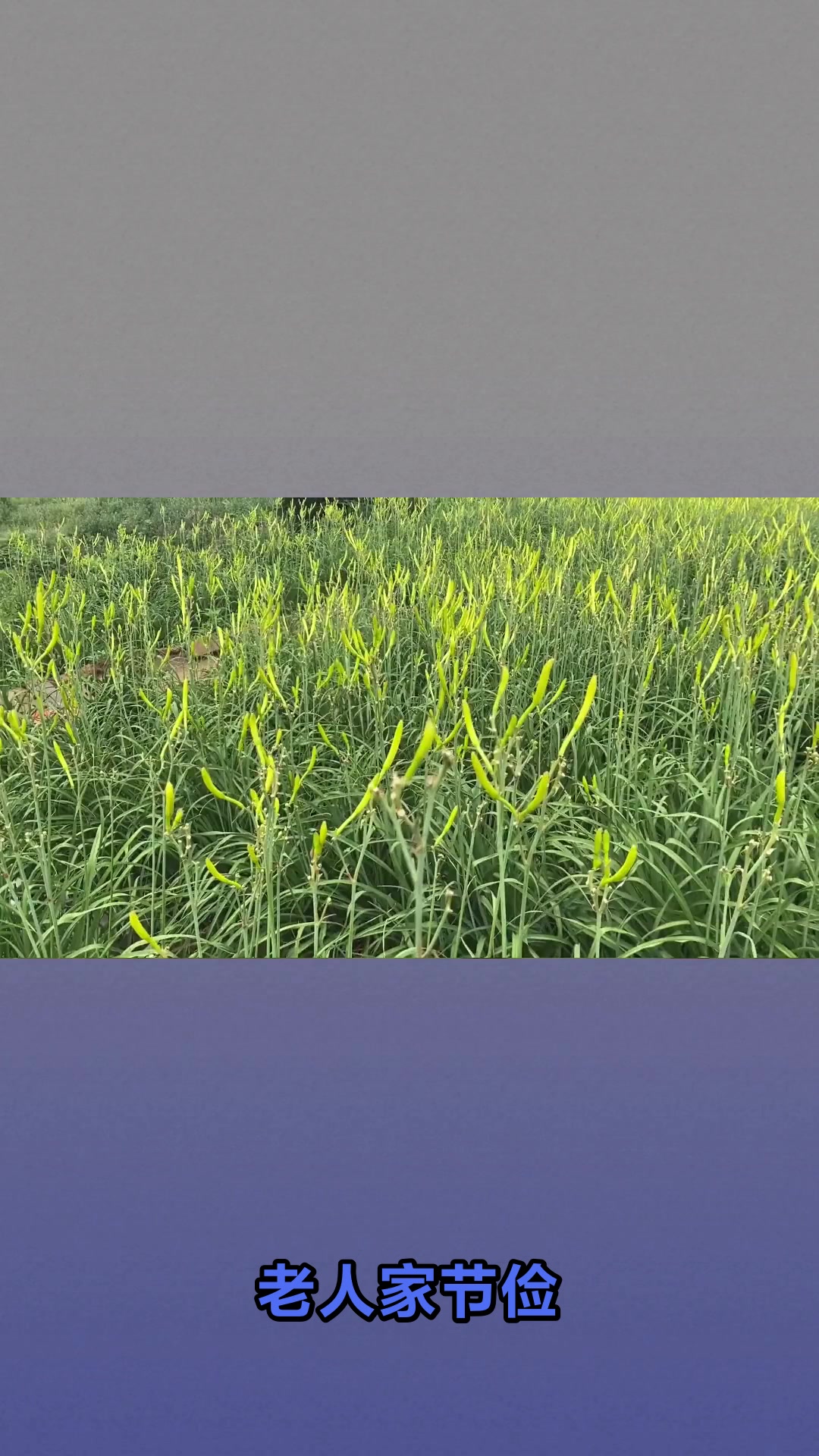 开了花的黄花菜到底能不能吃