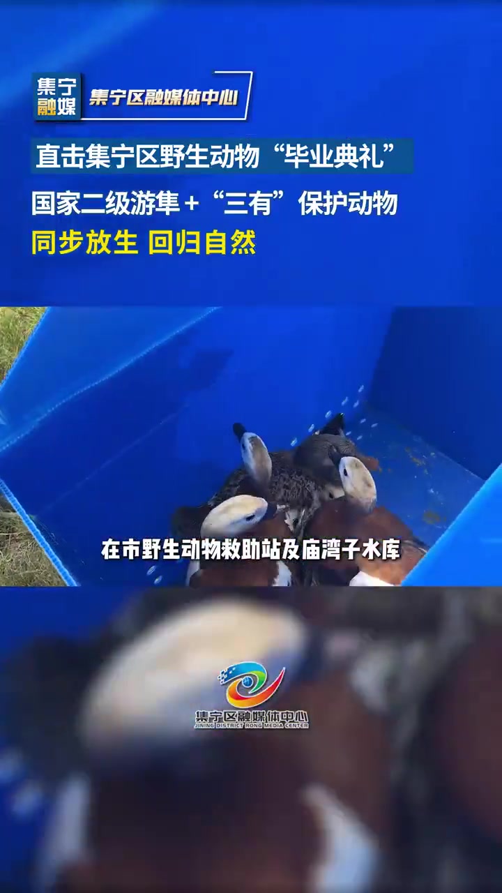 直击集宁区野生动物“毕业典礼”｜国家二级游隼+“三有”保护动物同步放生 集宁15只游隼野鸭