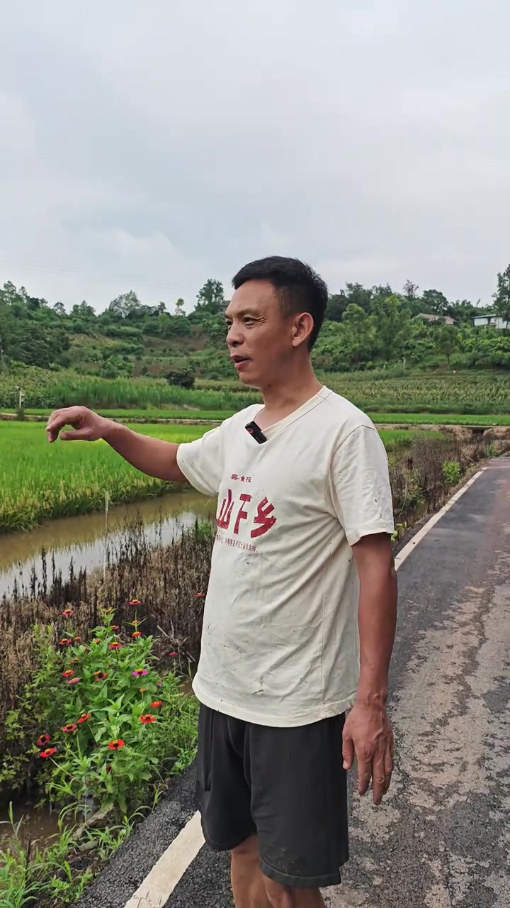 充满生机与希望的稻虾田！