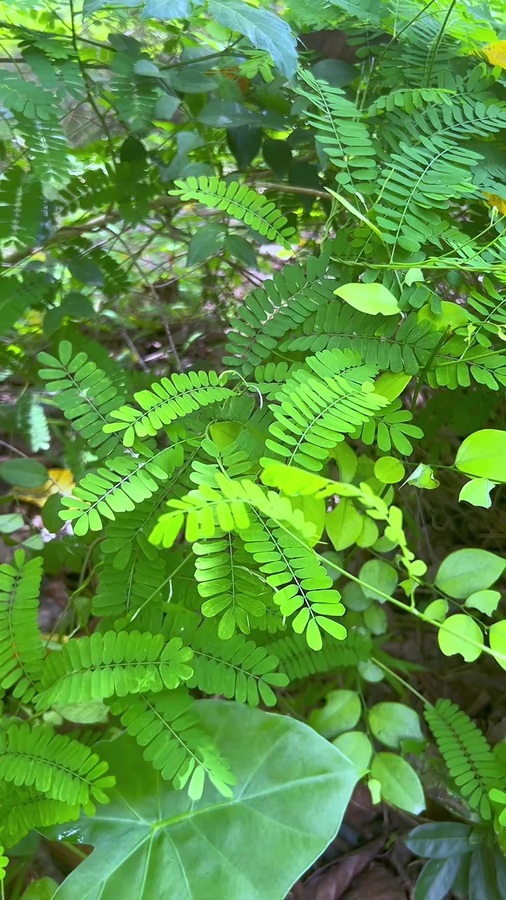 鸡骨草,也叫黄头草,村里很多老人喜欢收集这种植物,你听说过它的价值吗?