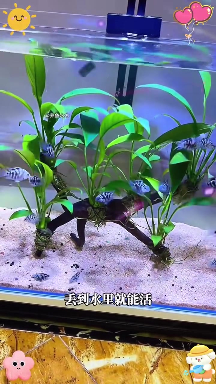 沉木水草新手懒人水草 鱼缸的造景设计