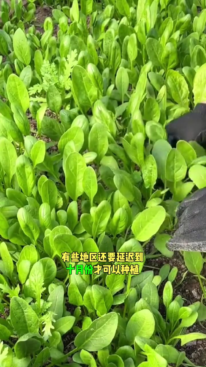 菠菜到底什么时间种好