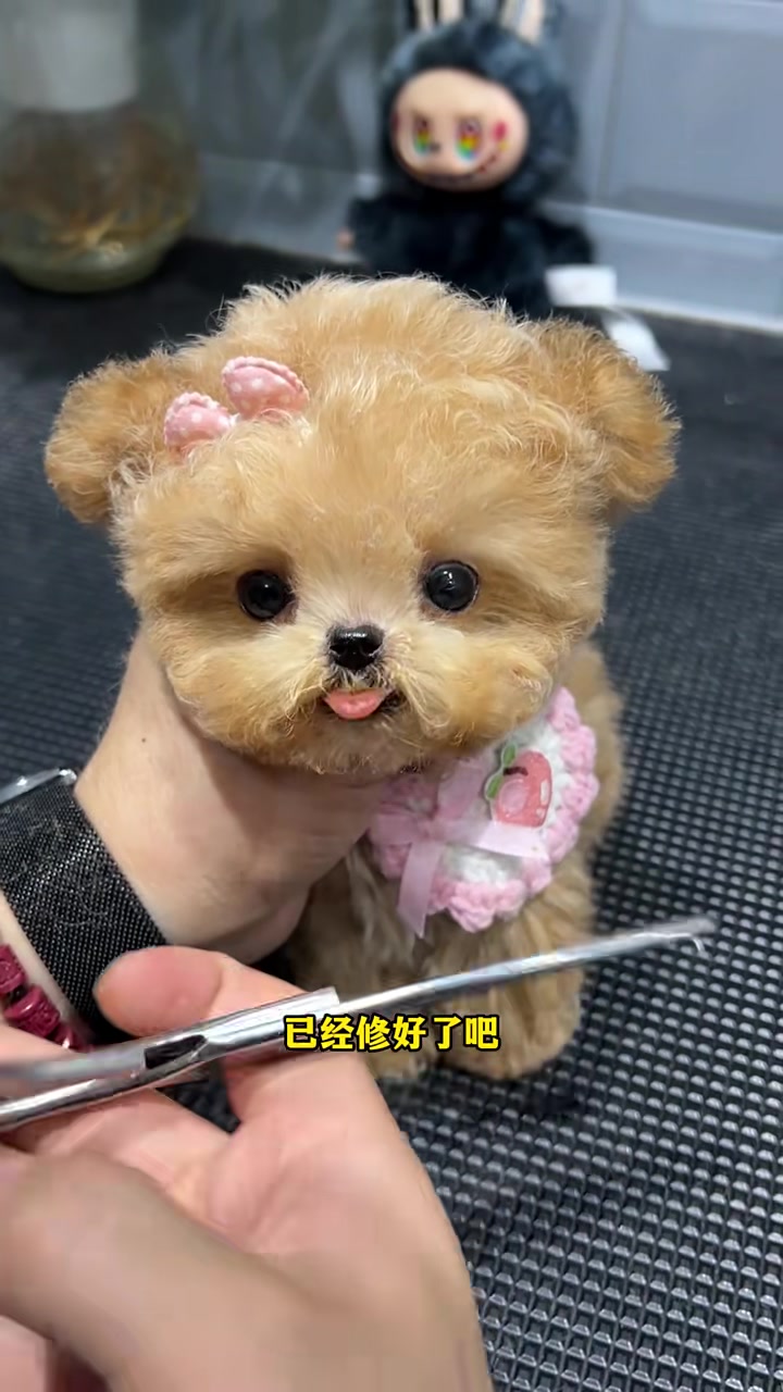 上海的小哥哥也太浪漫了吧，变装后的香槟色泰迪熊把小哥哥迷的不要不要的！