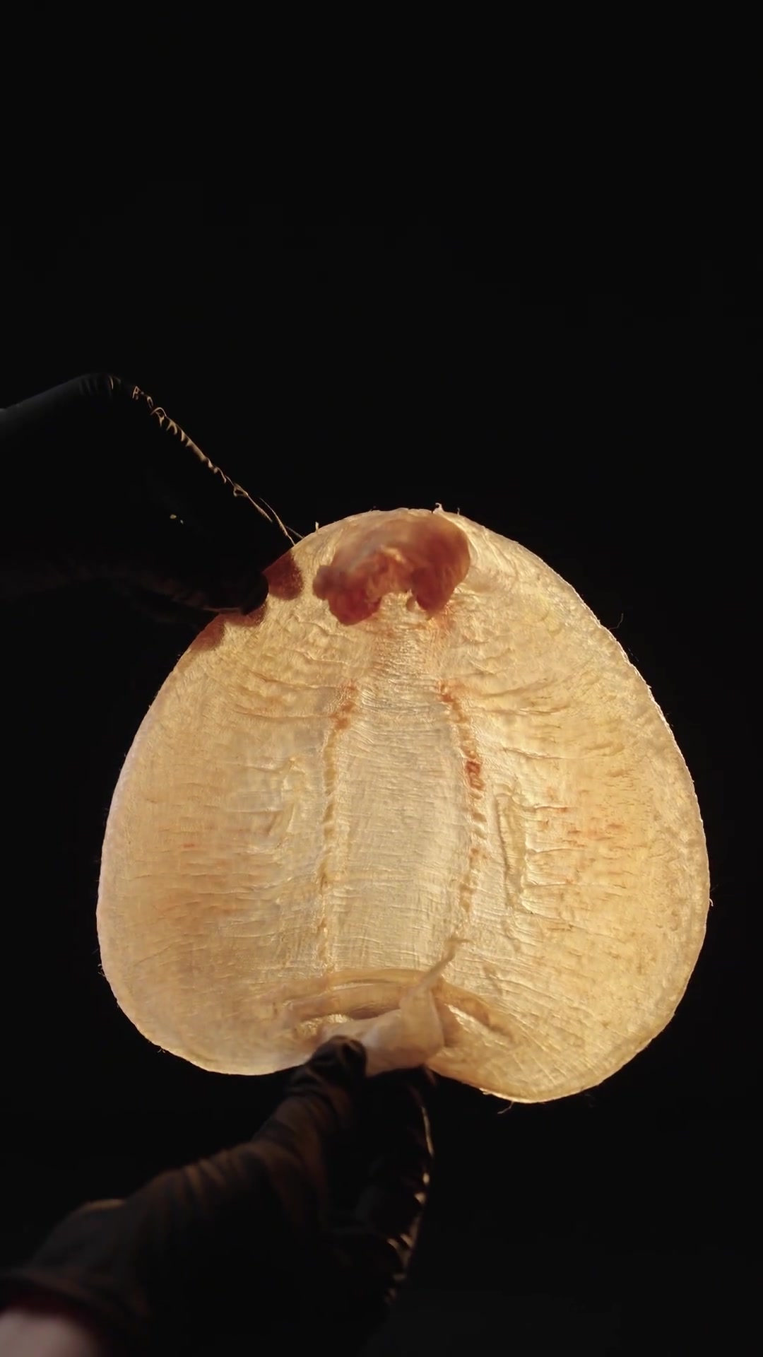 50斤海南野生赤嘴鳘，开鱼就像开yu一样，不到最后一刻都不知道取出的胶是惊喜还是惊吓！