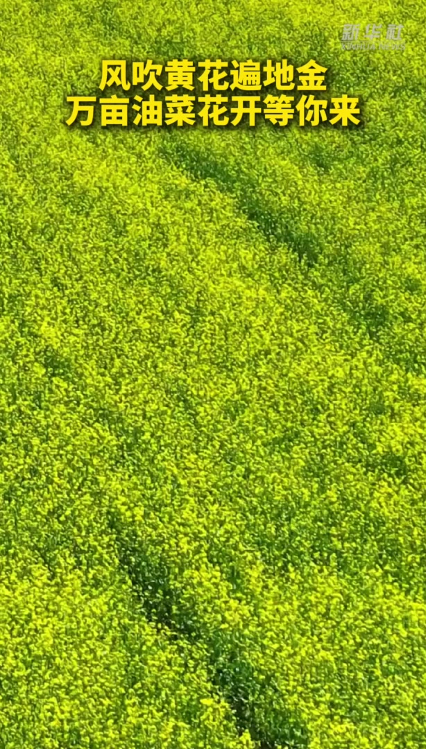 风吹黄花遍地金 万亩油菜花开等你来