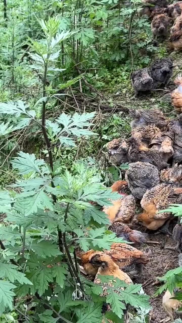 四川乌骨鸡，九斤黄