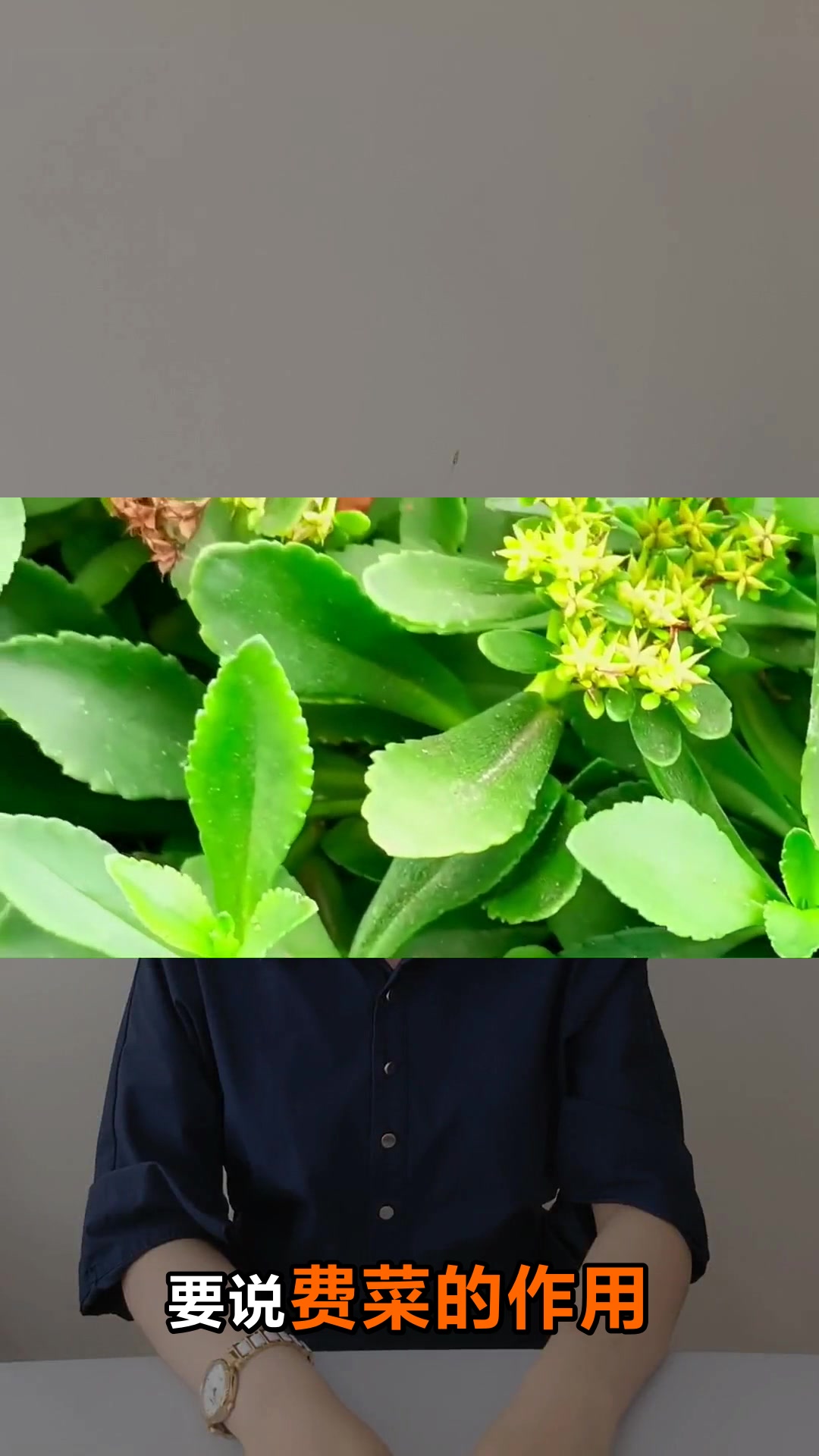 费菜的功效与作用你知道吗