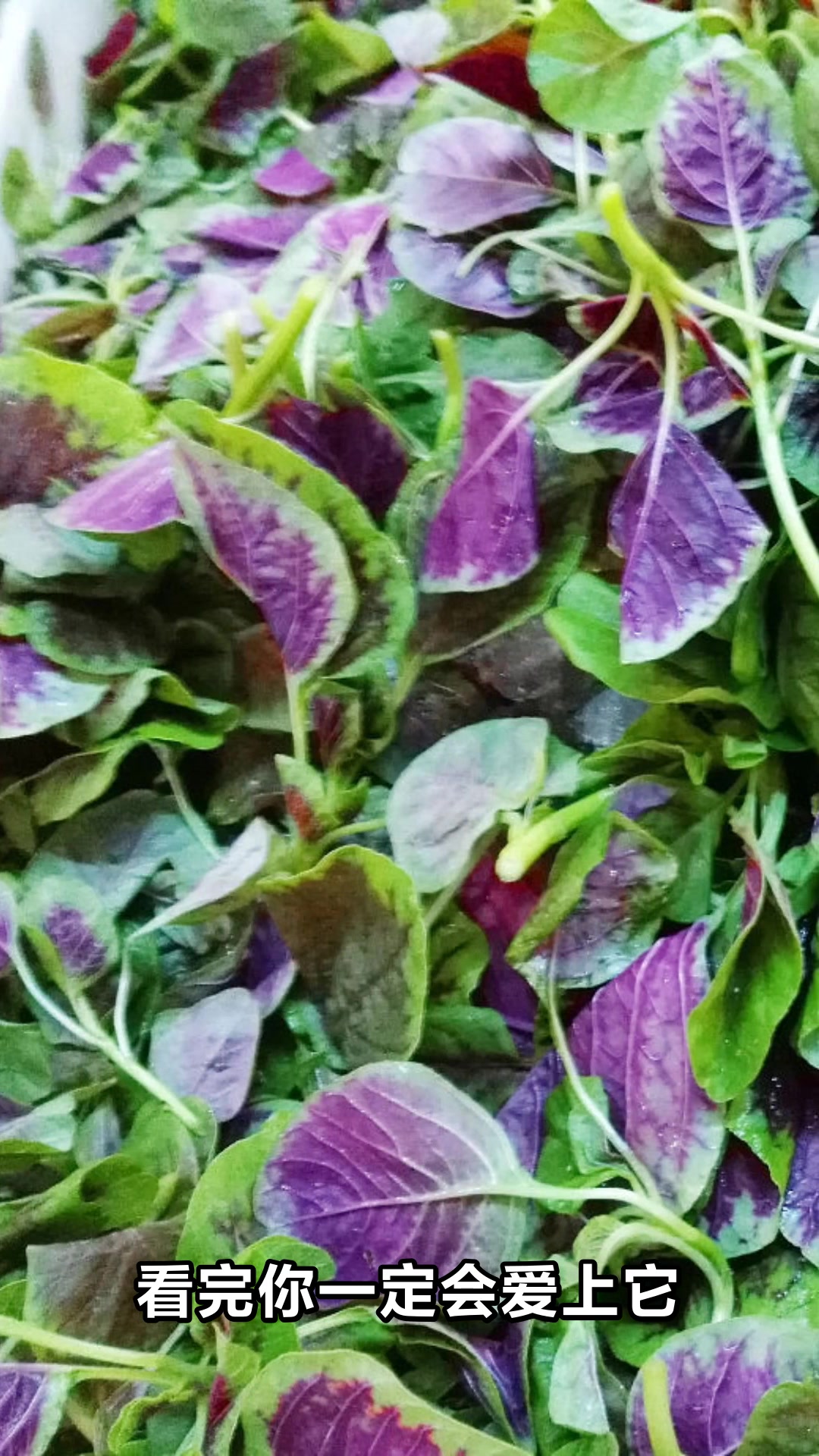 苋菜的神奇功效与作用你知道吗