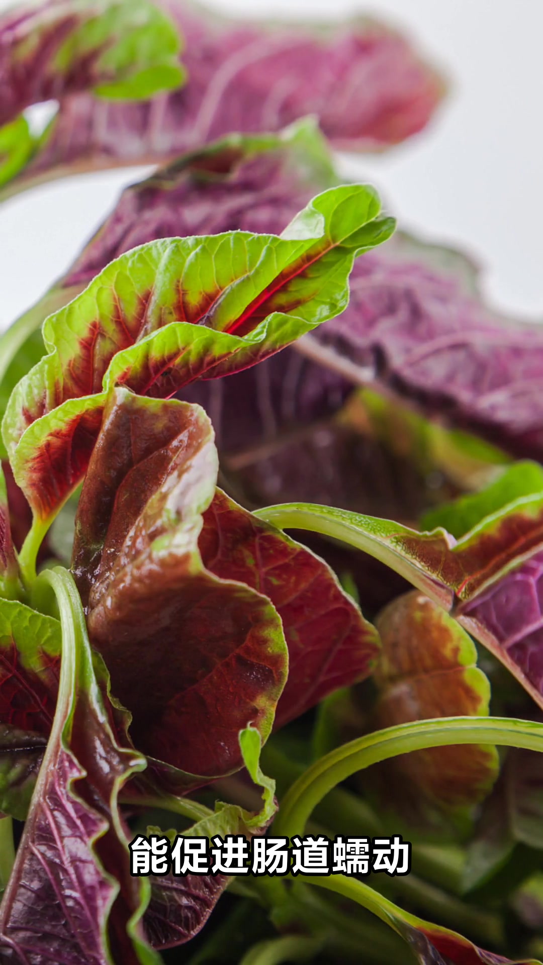 苋菜的神奇功效你了解多少