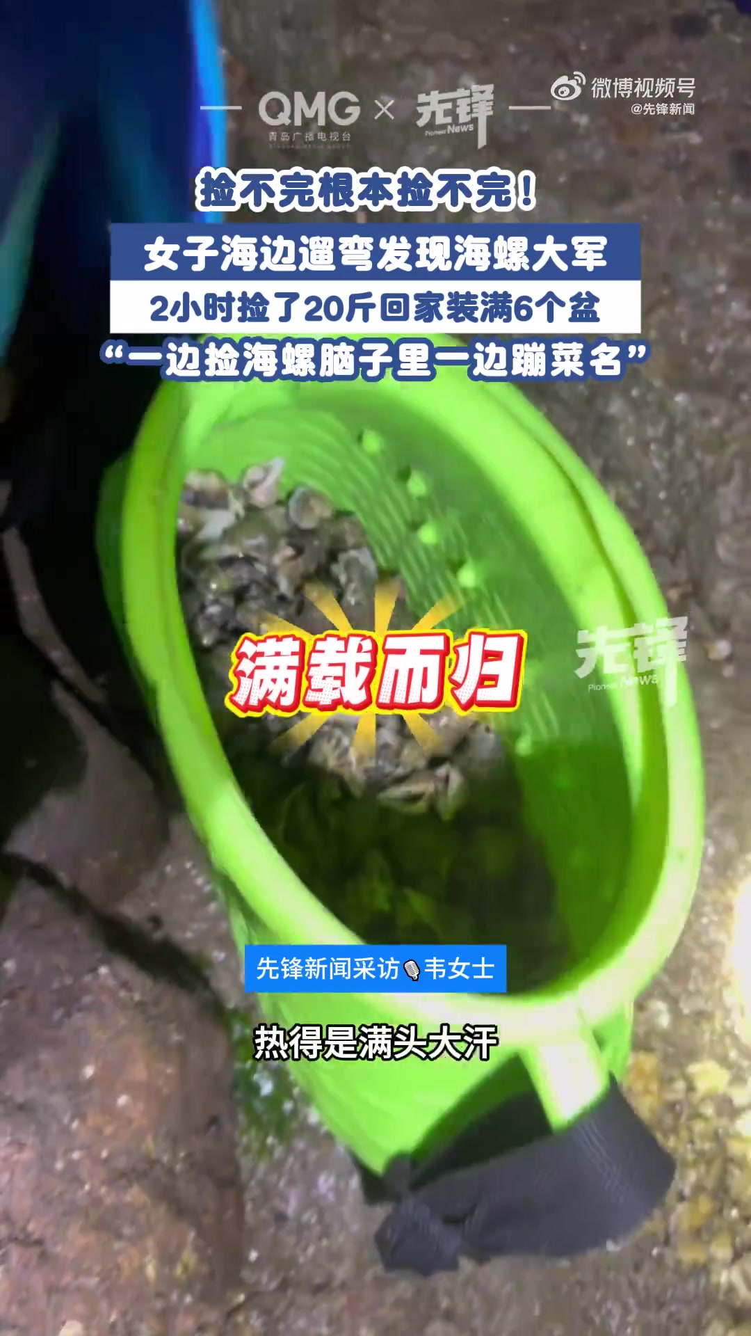 近日,山东青岛。青岛海螺迎来“丰收日”,捡不完!根本捡不完!女子海边遛弯忽然发现海螺大爆发