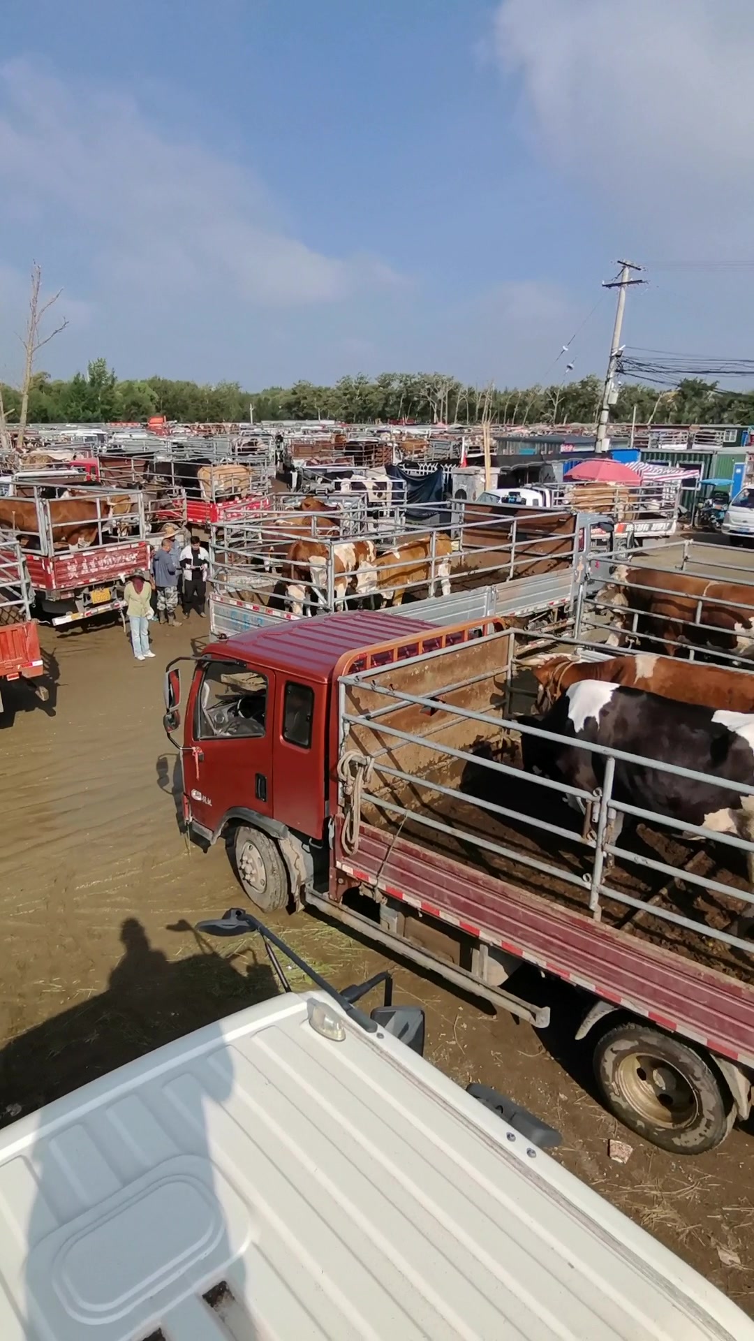 肉牛交易市场养牛人首选进牛场所