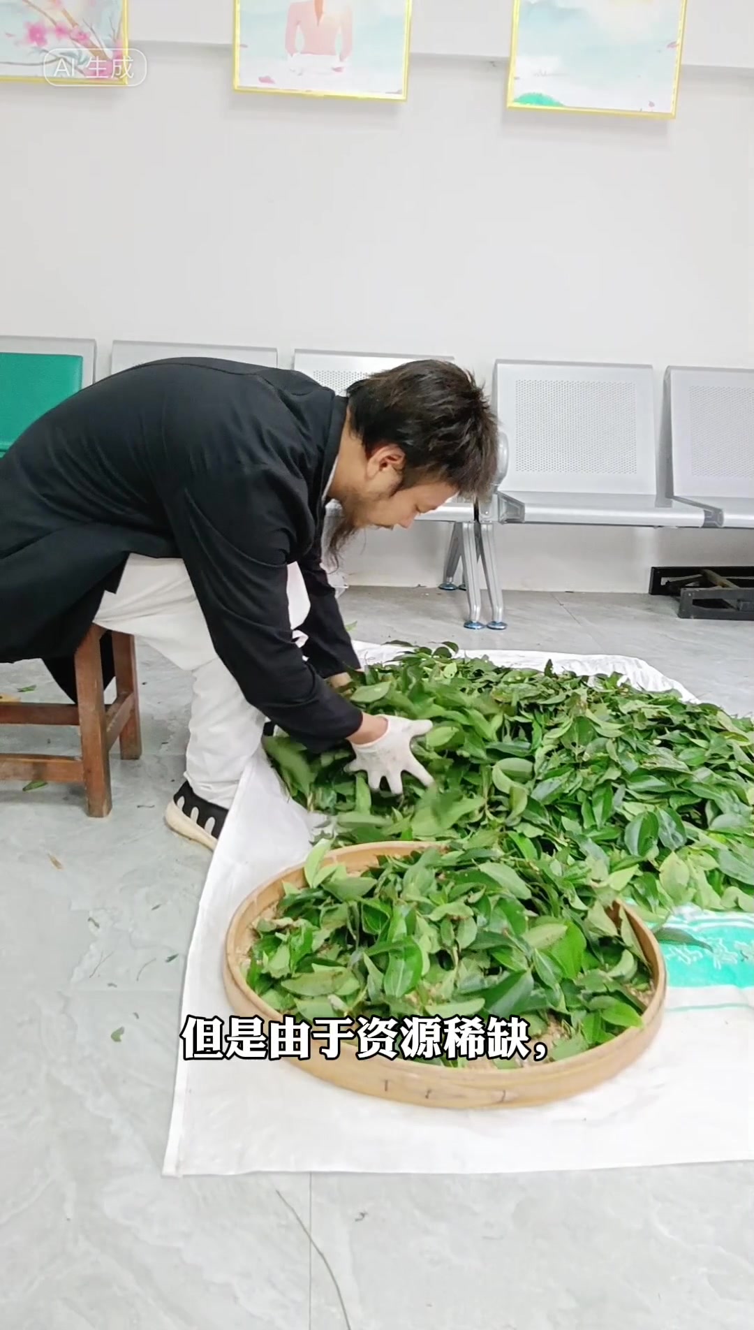 野生中药材桂枝！