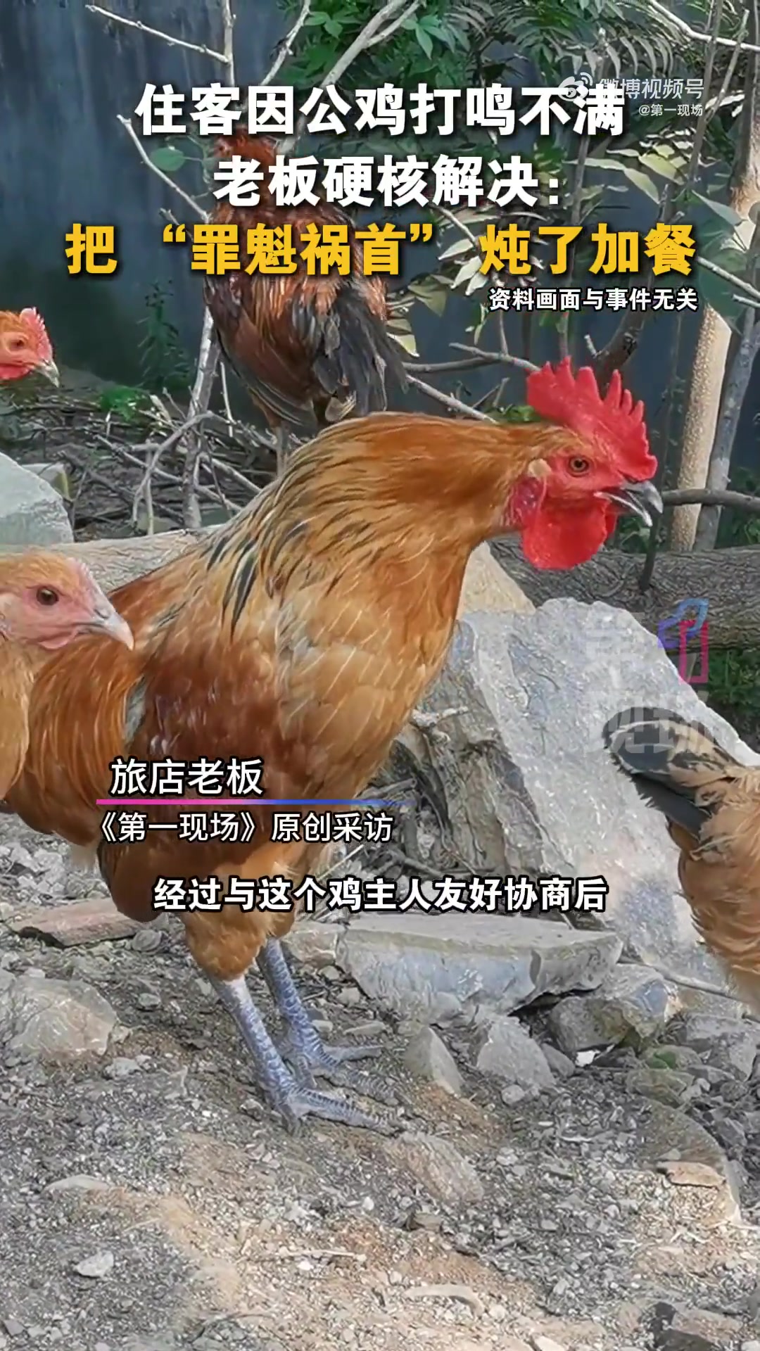 「住客因公鸡打鸣不满老板硬核解决 把 “罪魁祸首”炖了加餐」8月6日,河北秦皇岛,住客清早