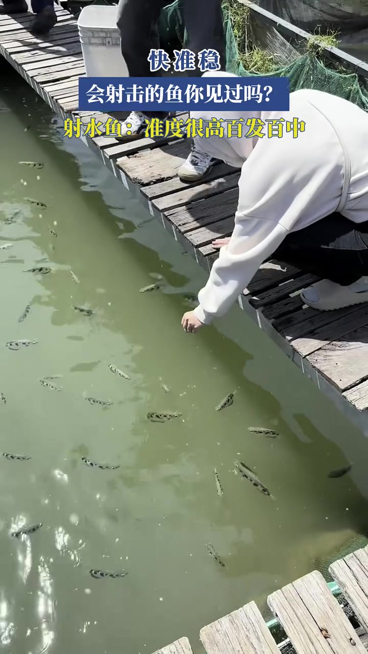 快、准、稳,会射击的鱼你见过吗?射水鱼:准度很高百发百中!神奇动物