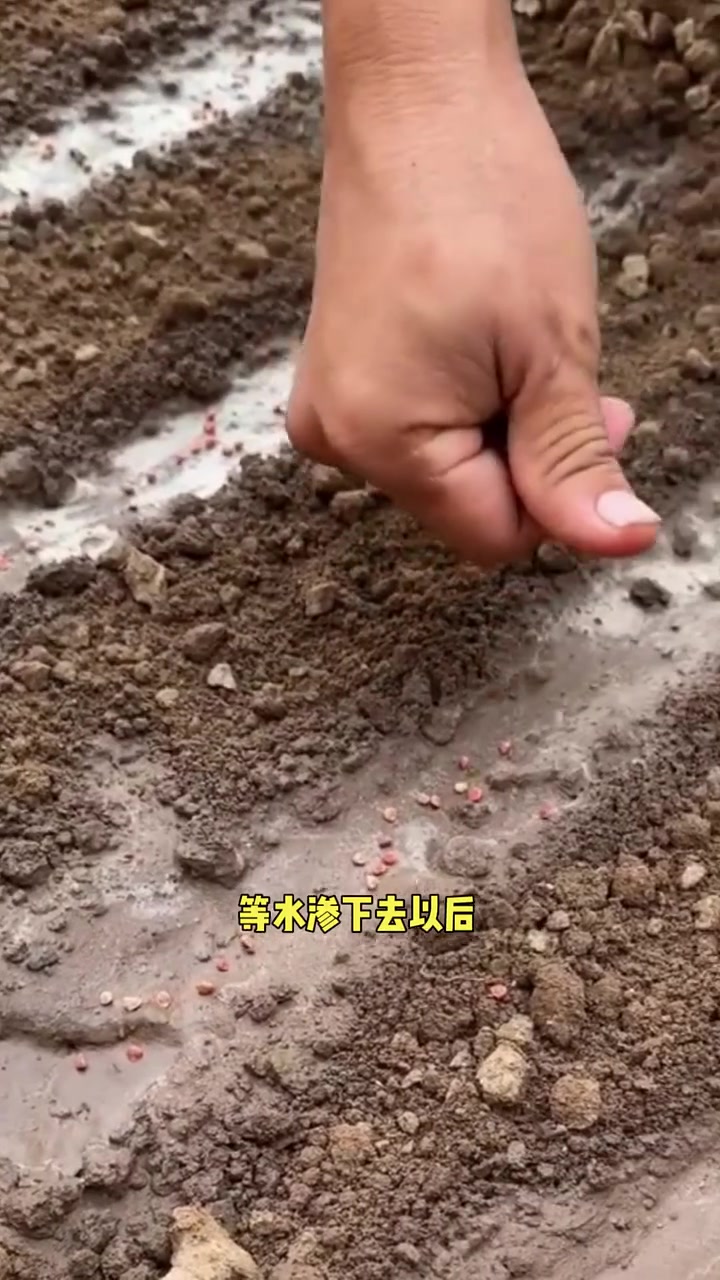 菠菜怎么种出苗快出苗齐