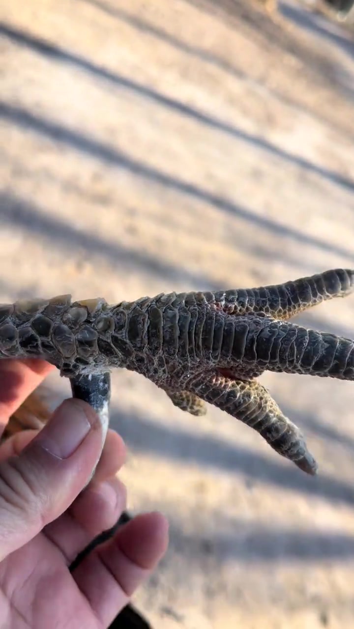 崔家峪的笨公鸡来了