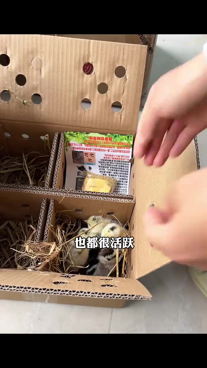 在网上买了一批鹊山鸡出壳苗，到家开箱验货，好惊喜呀哈哈哈