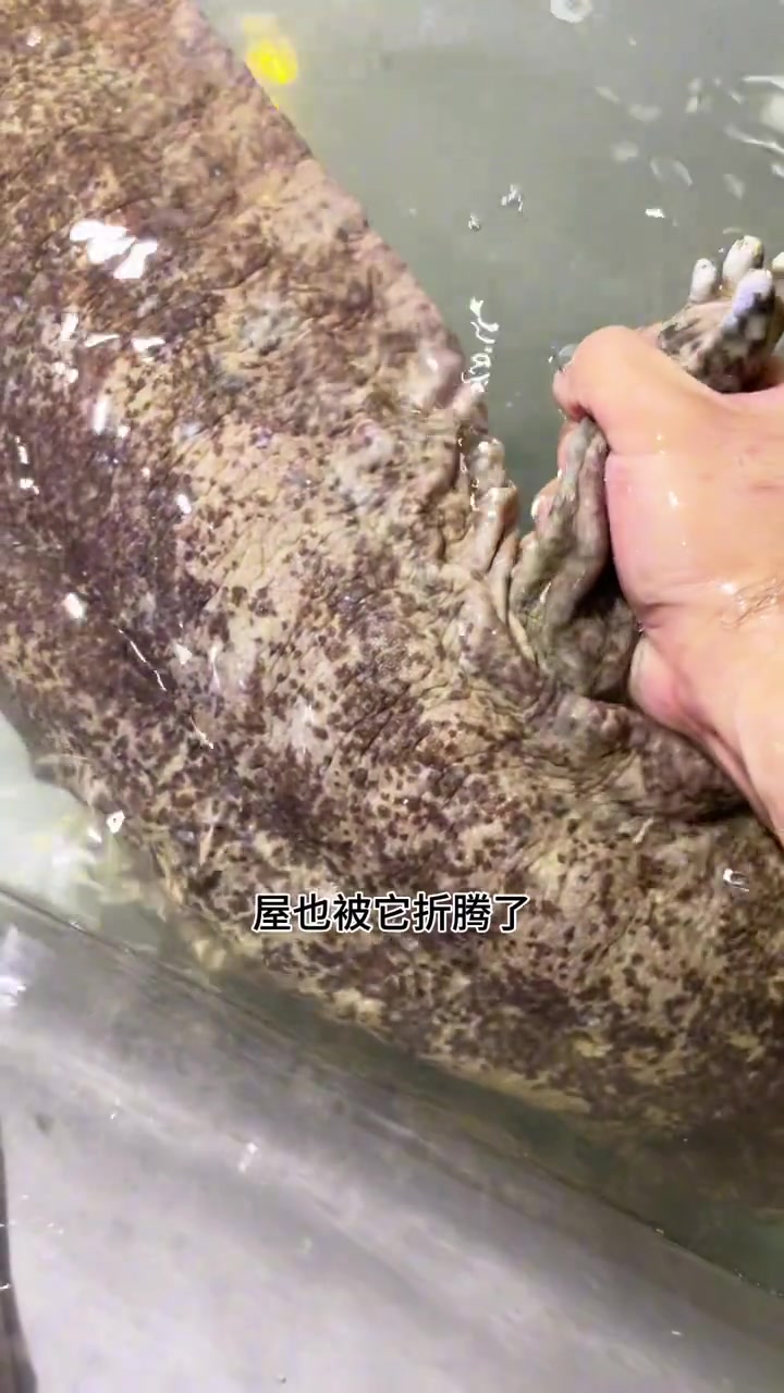 珍贵的大娃娃鱼遗憾地走了！