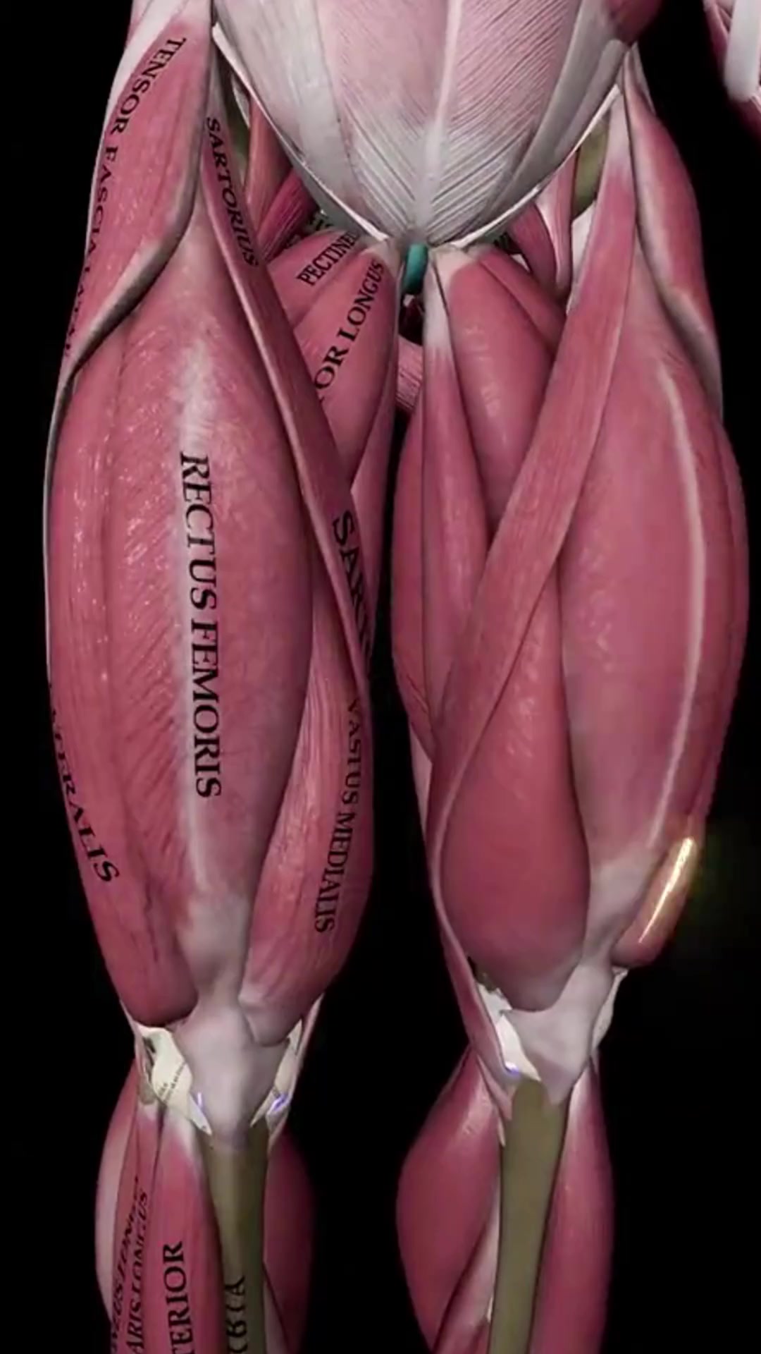 保护膝关节最重要的肌肉，你肯定想不到