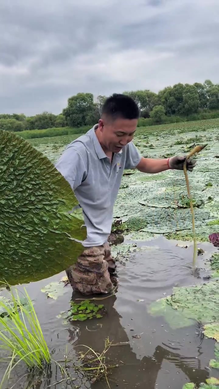 极其罕见的那种野生植物野生鸡头米