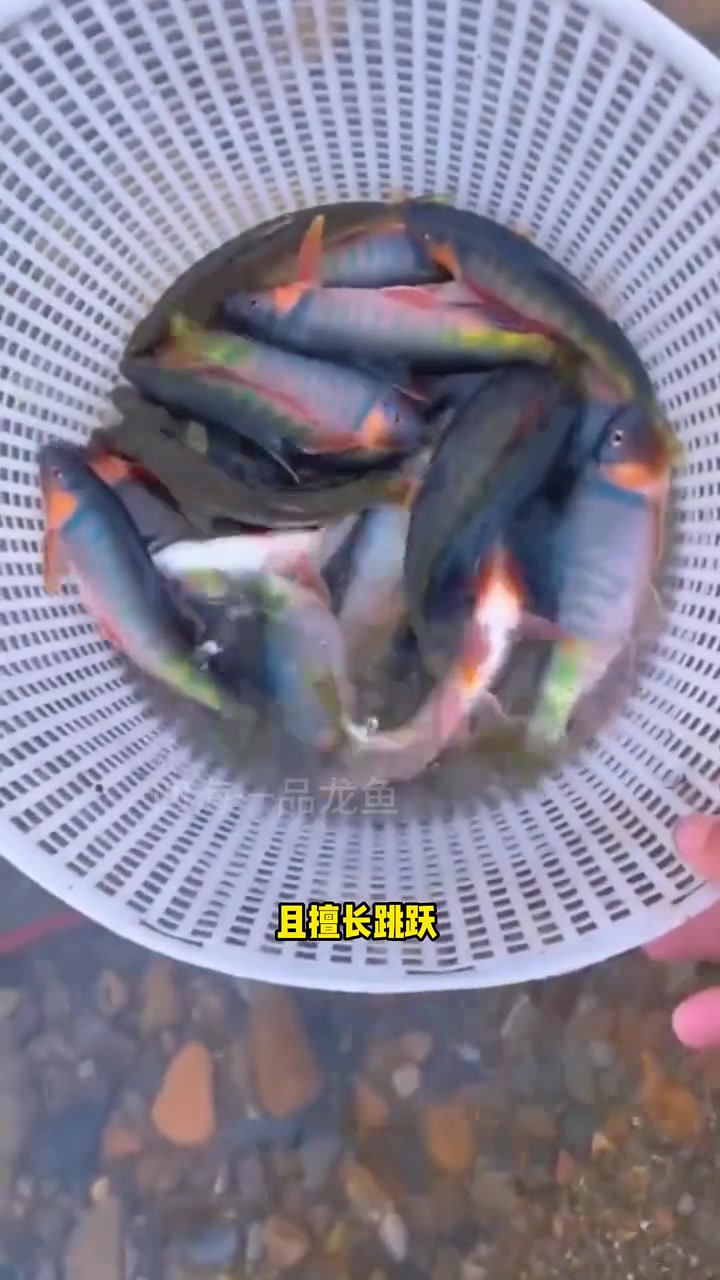 国内最凶猛淡水鱼排行榜 水族 观赏鱼