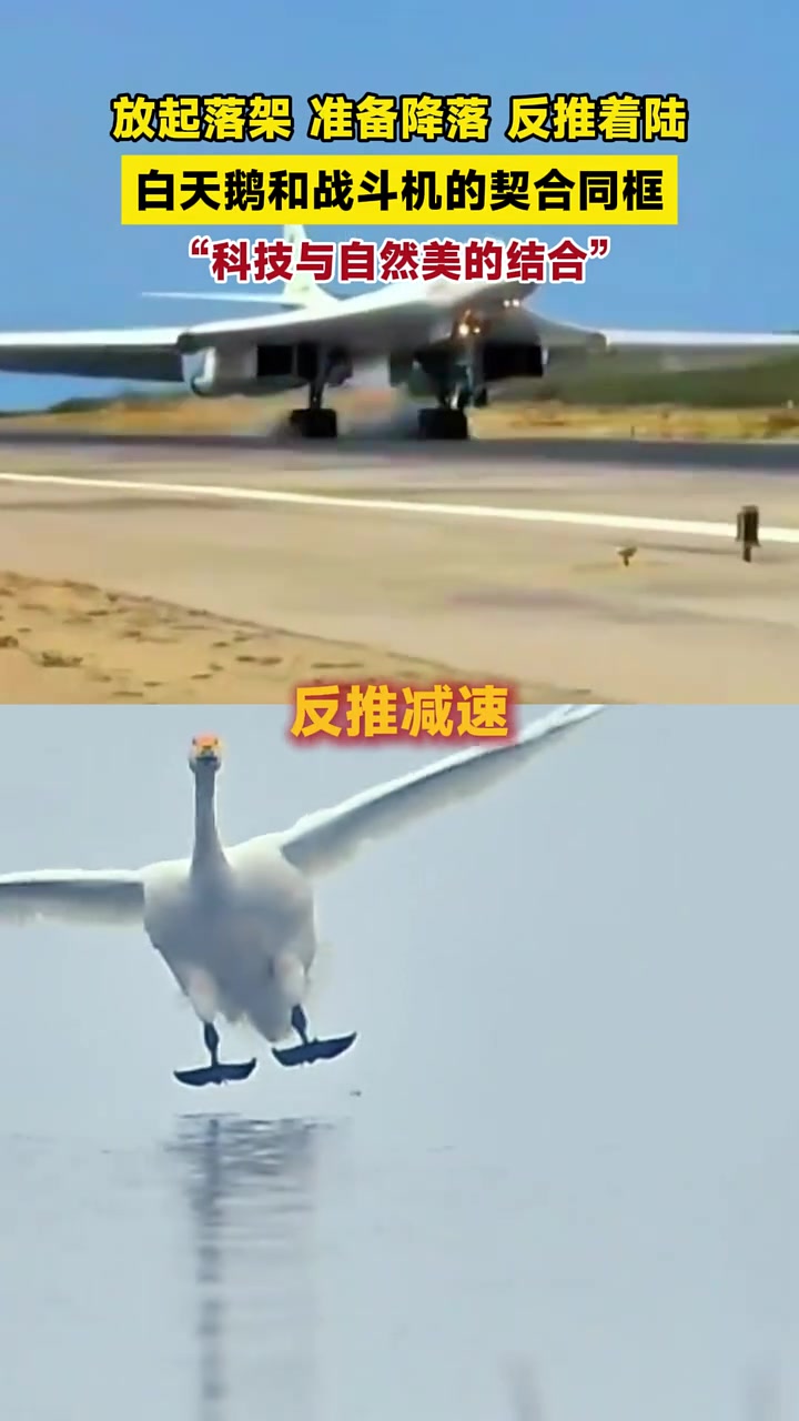 放起落架、准备降落、反推着陆,白天鹅和战斗机的契合同框,科技与自然美的结合