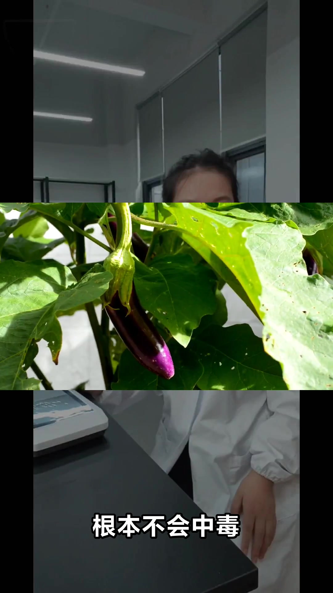 茄子和菌类一起吃会中毒吗