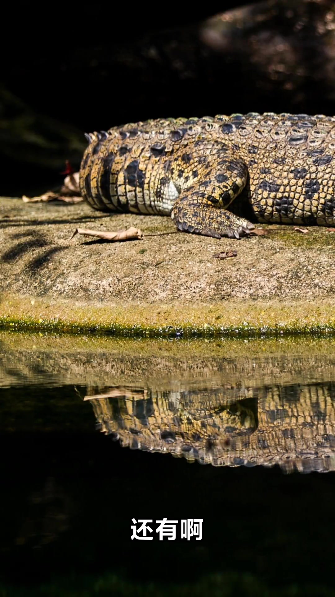 咳嗽吃鳄鱼肉煲什么最有效