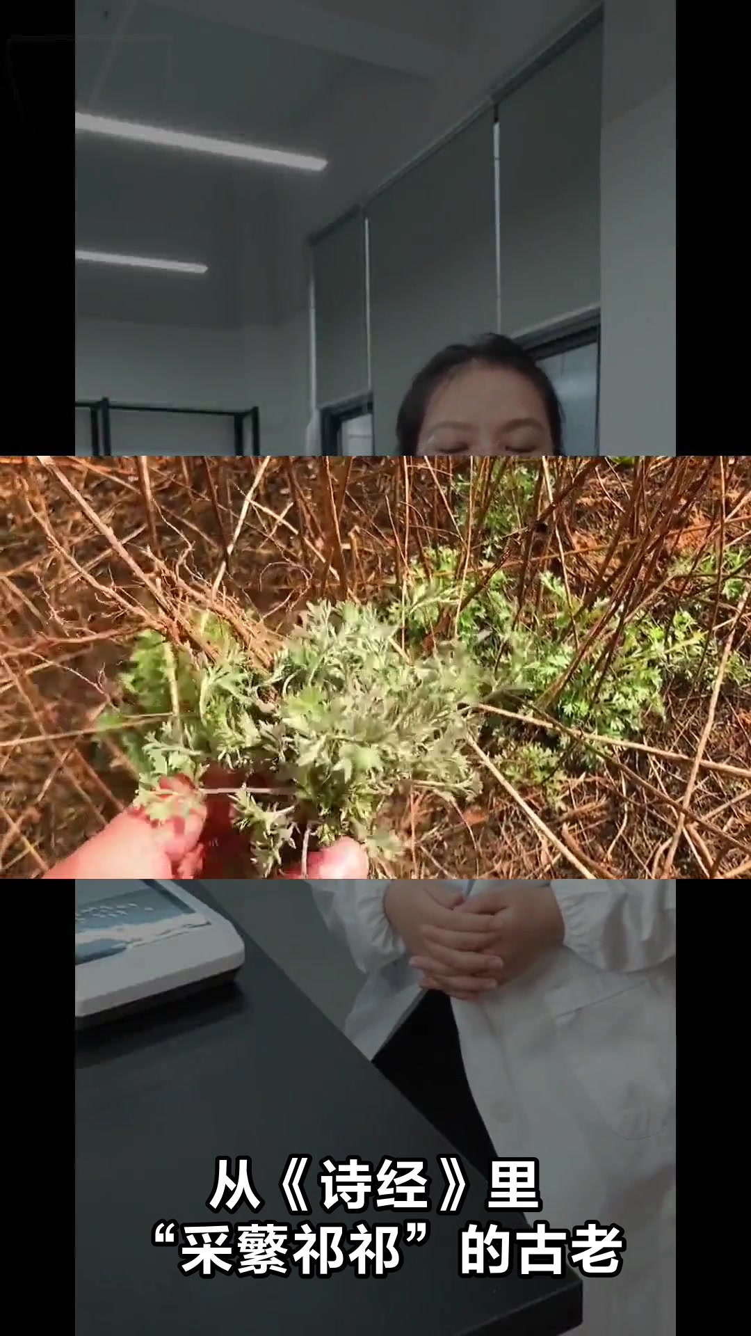 女人喝白蒿有哪些养生好处