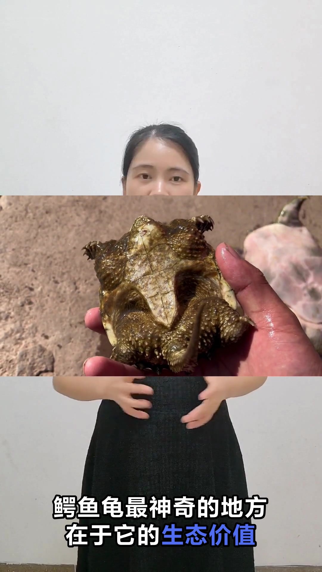 鳄鱼龟的神奇作用与效果揭秘